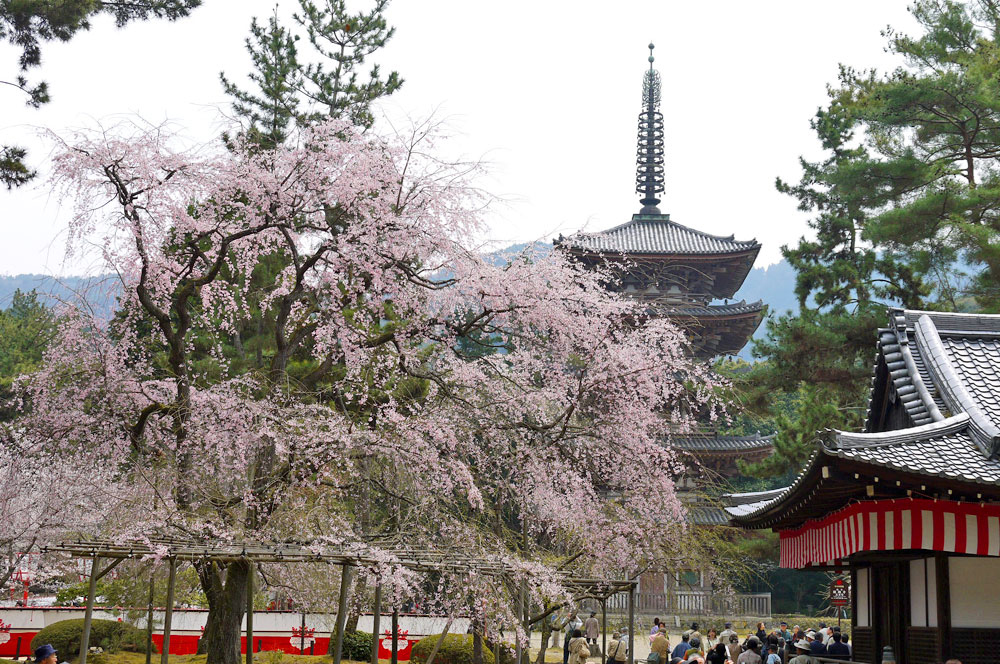 醍醐寺のサクラ