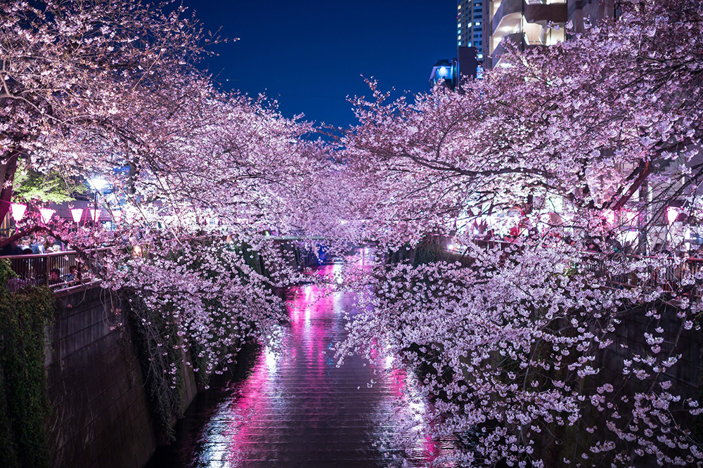 お花見